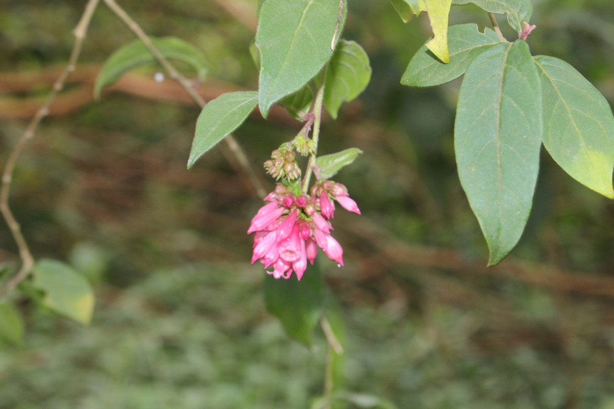 Cestrum elegans (Brongn. ex Neumann) Schltdl.